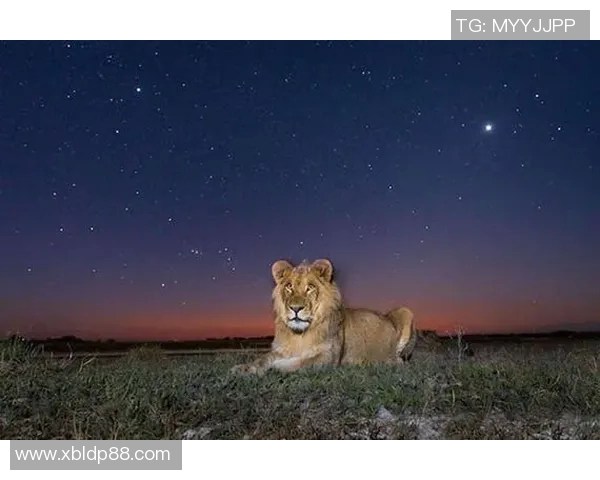 足球星空下的女孩与梦想之路一起闪耀的光辉